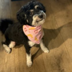 The Dandy Dog - Mavis