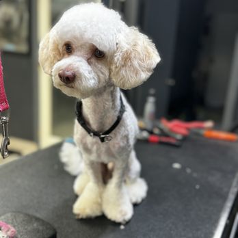 Stella's Pet Spa - Pet Groomers Near Me - Corona, California Stella's Pet Spa - Pet Groomers Near Me - Corona, California
