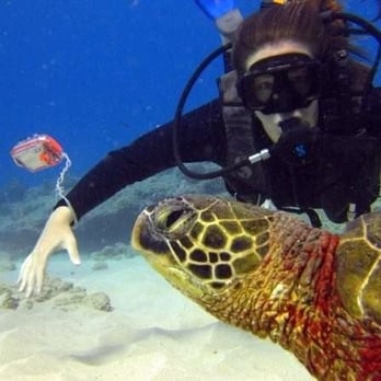Oahu Diving - Swimming with a sea turtle! - Scuba Diving Near Me - Honolulu, Hawaii Oahu Diving - Swimming with a sea turtle! - Scuba Diving Near Me - Honolulu, Hawaii