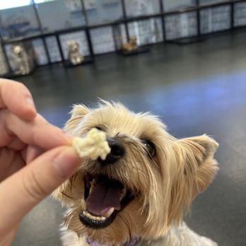 Dogtopia - popcorn at our sleep over parties - Pet Boarding Near Me - Jacksonville, Florida Dogtopia - popcorn at our sleep over parties - Pet Boarding Near Me - Jacksonville, Florida