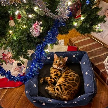 Designer Katz - Past kitten update!! Love seeing our babies happy and grown with their Furrrever families!! - Pet Breeders Near Me Designer Katz - Past kitten update!! Love seeing our babies happy and grown with their Furrrever families!! - Pet Breeders Near Me