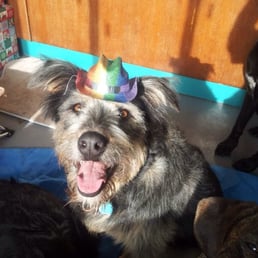 Elke gives A Joyful Dog 5 stars! Elke gives A Joyful Dog 5 stars!
