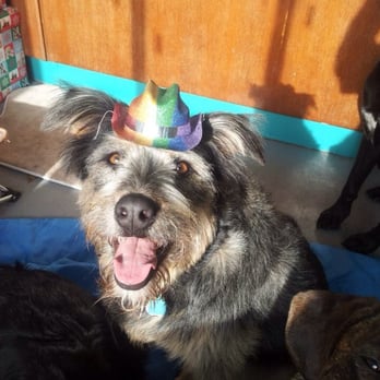 A Joyful Dog - Elke gives A Joyful Dog 5 stars! - Pet Sitting Near Me - Buffalo, New York A Joyful Dog - Elke gives A Joyful Dog 5 stars! - Pet Sitting Near Me - Buffalo, New York