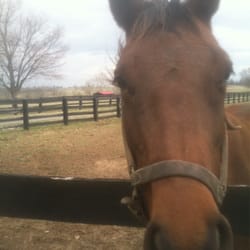 Rosecrest Farm - A grandson of Secretariot