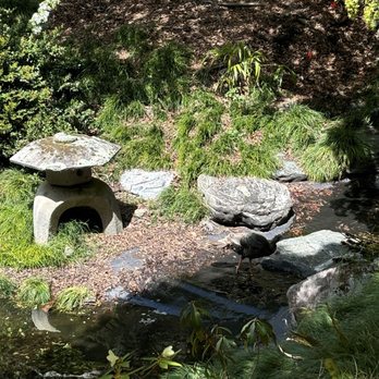 UC Botanical Garden at Berkeley - Japanese pond - Botanical Gardens Near Me - Berkeley, California