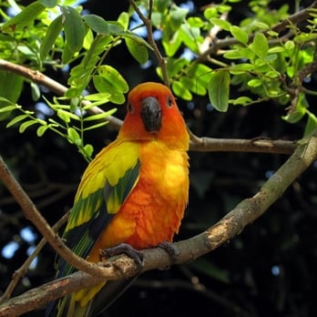 Discovery Cove - Amusement Parks Near Me - Orlando, Florida