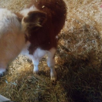 Farmaste Animal Sanctuary - Timothy - Animal Shelters Near Me Farmaste Animal Sanctuary - Timothy - Animal Shelters Near Me