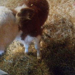 Farmaste Animal Sanctuary - Timothy