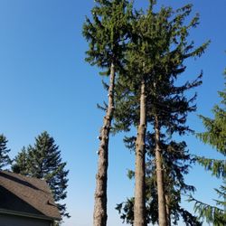 The Plymouth Landscape Company - Removing large pine trees from property in Cascade.