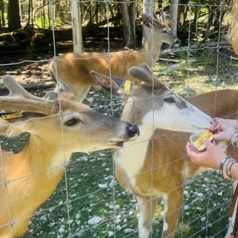 Deer Ranch - Hand feeding the beautiful deer . - Amusement Parks Near Me - Saint Ignace, Michigan Deer Ranch - Hand feeding the beautiful deer . - Amusement Parks Near Me - Saint Ignace, Michigan