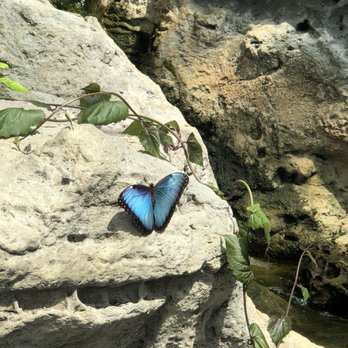 Peggy Notebaert Nature Museum - Butterfly habitat - Museums Near Me - Chicago, Illinois Peggy Notebaert Nature Museum - Butterfly habitat - Museums Near Me - Chicago, Illinois