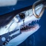 Photo of San Diego Saltwater Fishing