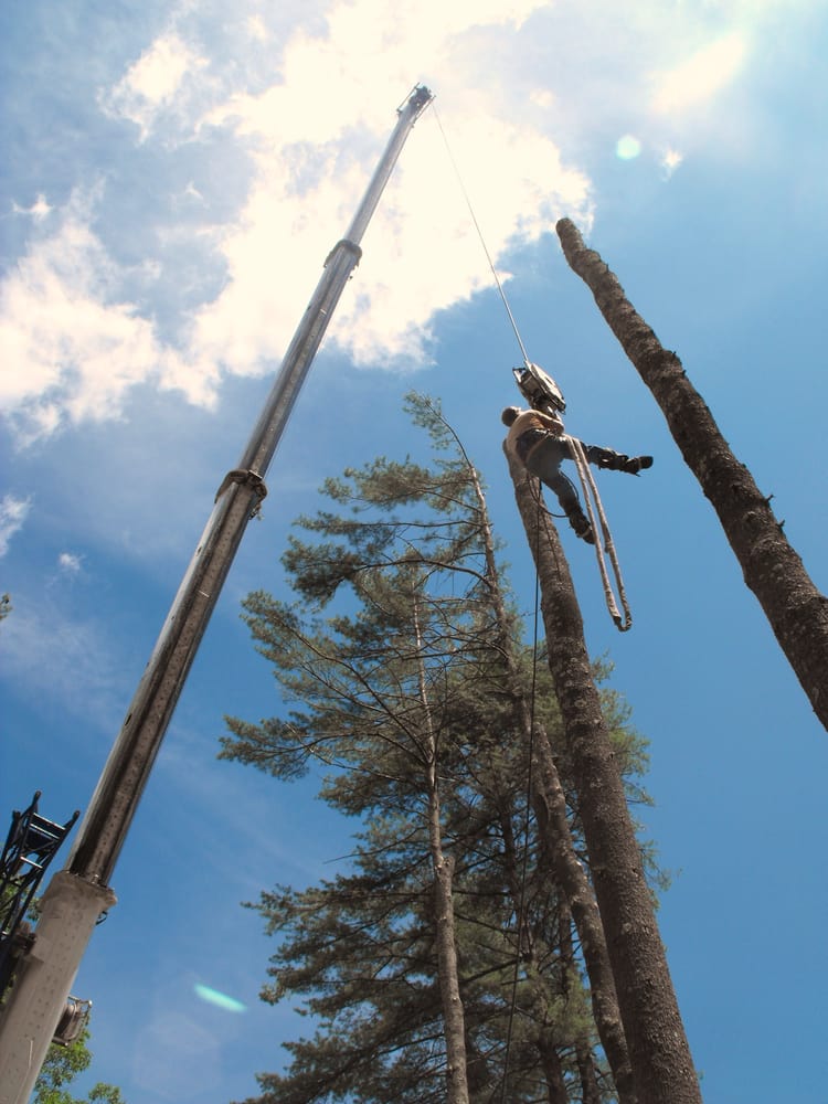Happy Trees - tree service in Pelham, NH