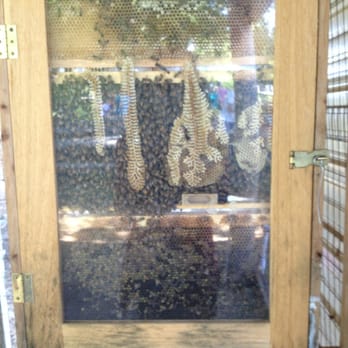 Sweatmore Ranch - Beehive! So cool! - Fruits & Veggies Near Me - Panama City, Florida Sweatmore Ranch - Beehive! So cool! - Fruits & Veggies Near Me - Panama City, Florida