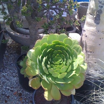 Ted's Greenhouse - Nurseries & Gardening Near Me - Tinley Park, Illinois