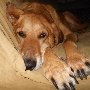 Sitter Hound - They let me sleep on the sofa all day and night! I'm in heaven. - Pet Sitting Near Me Sitter Hound - They let me sleep on the sofa all day and night! I'm in heaven. - Pet Sitting Near Me