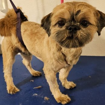 Cuddly Pups Grooming and Spa - Pet Groomers Near Me Cuddly Pups Grooming and Spa - Pet Groomers Near Me