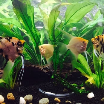 Superway Aquarium - Angelfish - Local Fish Stores Near Me - Hayward, California Superway Aquarium - Angelfish - Local Fish Stores Near Me - Hayward, California