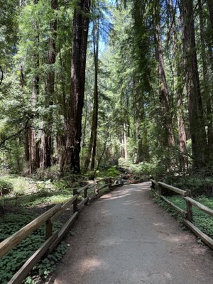 Muir Woods National Monument by null