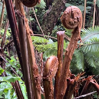 Volcano Ohana - Ferns - edible - Bike tours Near Me Volcano Ohana - Ferns - edible - Bike tours Near Me