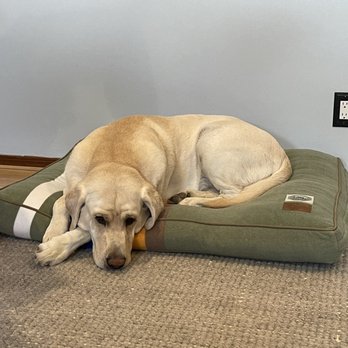 Bark Busters Home Dog Training Phoenix-Goodyear - Pet Training Near Me Bark Busters Home Dog Training Phoenix-Goodyear - Pet Training Near Me