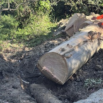 Heavenly Tree Service - Downed eucalyptus trunk - Tree Services Near Me Heavenly Tree Service - Downed eucalyptus trunk - Tree Services Near Me