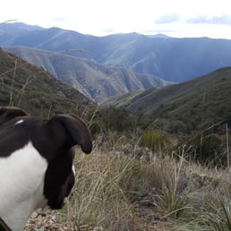 Sammy taking in the view from the Holy Jim Trail