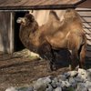 Utica Zoo gift card