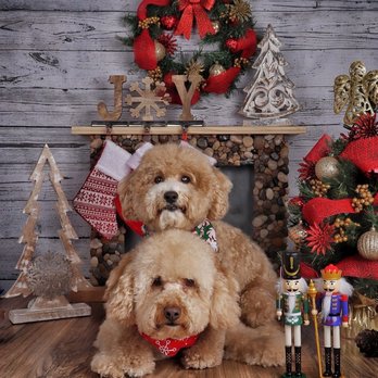 Ruby Clippers Pet Grooming - Pet Groomers Near Me - Oakland Park, Florida