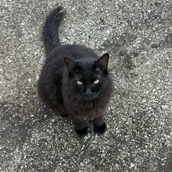 The Dancing Goat - Adoptable cats