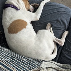 Paw Place - Rosie tired after a fun day at Paw Place.