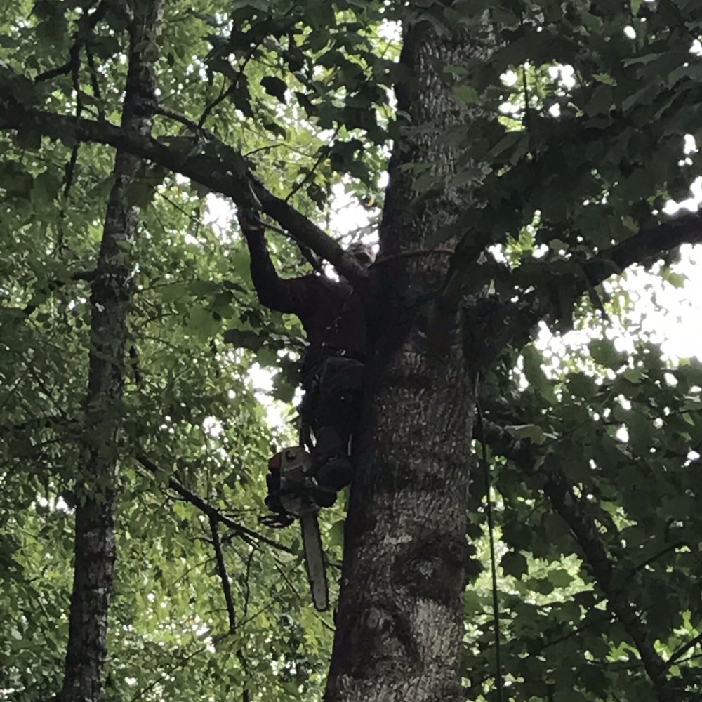 Su-Tree Service - Tree Services Near Me - Alpharetta, Georgia Su-Tree Service - Tree Services Near Me - Alpharetta, Georgia