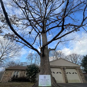 Integrity Tree Specialist - One example of a crown thin done in the winter time to open the tree up for wind passage! - Tree Services Near Me Integrity Tree Specialist - One example of a crown thin done in the winter time to open the tree up for wind passage! - Tree Services Near Me