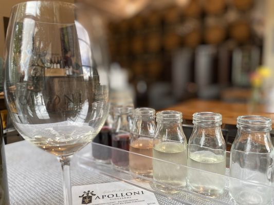 Apolloni Vineyards by null