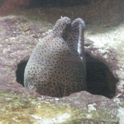 Aquarium d'Amneville