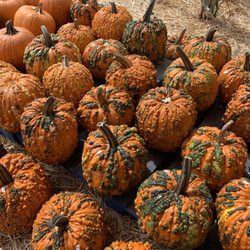 Carlsbad Strawberry Company - Unique pumpkins