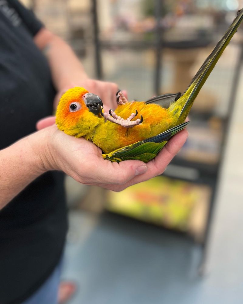 ROYAL AVIAN PLUS Updated September 2024 12 Photos 1171 Robert