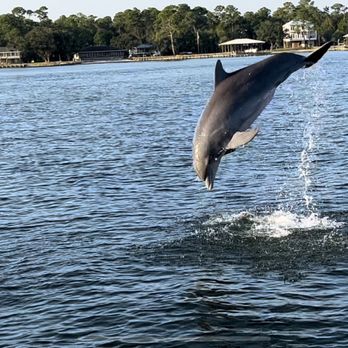 Cruisin4Christ - Dolphins - Boat Charters Near Me - Elberta, Alabama Cruisin4Christ - Dolphins - Boat Charters Near Me - Elberta, Alabama