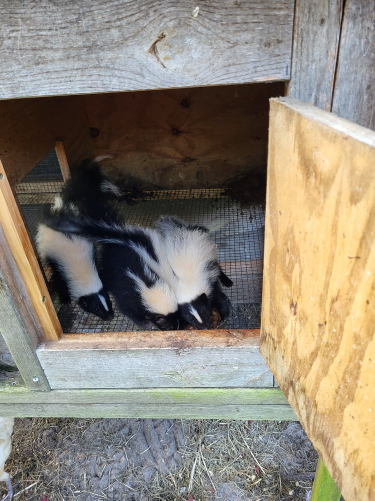 MAINOR’S WILDLIFE REMOVAL Updated August 2024 Request Information