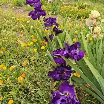 Dry Creek Garden - Iris Garden: Iris purple - Botanical Gardens Near Me - Hayward, California Dry Creek Garden - Iris Garden: Iris purple - Botanical Gardens Near Me - Hayward, California