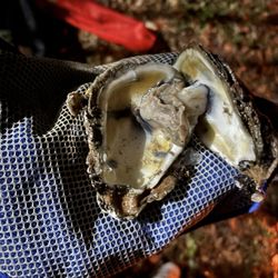 Spears Seafood - Dry dead oyster