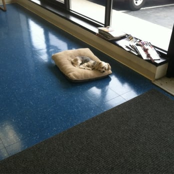 D&H Collision Center - A puppy that's sleepy but makes you say awww - Auto Repair Near Me - Warwick, Rhode Island