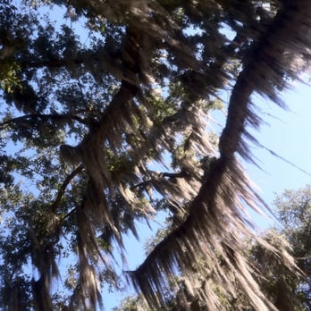 Fontainebleau State Park - Parks Near Me - Mandeville, Louisiana