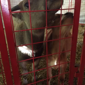 Didier Farms - The shovel eater(see previous photo) and a smaller bull - Farmers Market Near Me - Prairie View, Illinois