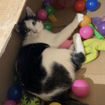Cat Haven Lounge - Mischief - Themed Cafes Near Me - Katy, Texas Cat Haven Lounge - Mischief - Themed Cafes Near Me - Katy, Texas