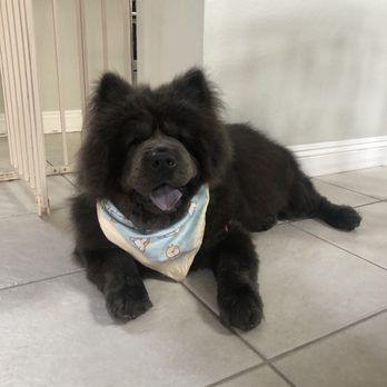 The Bark & Collar - Pet Groomers Near Me - Poway, California