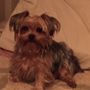 Photo of Carol's Dog Grooming