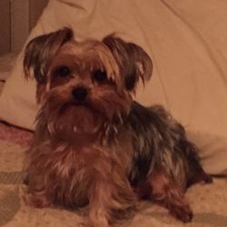 Carol's Dog Grooming