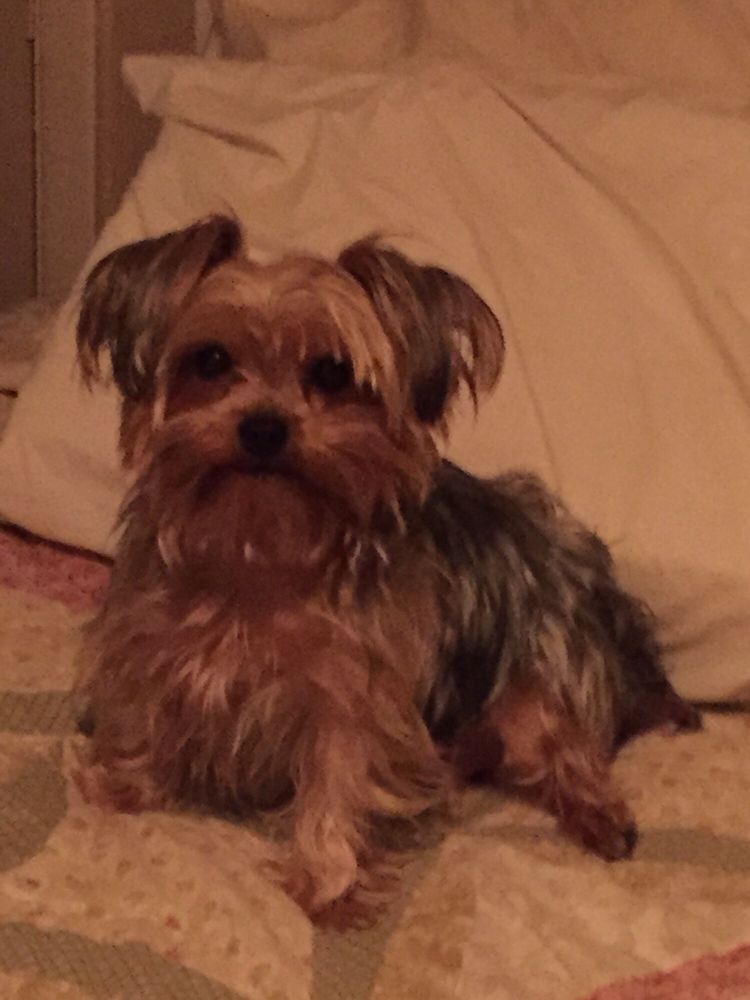 Carol's Dog Grooming Glasgow Ky at Cynthia Ventura blog