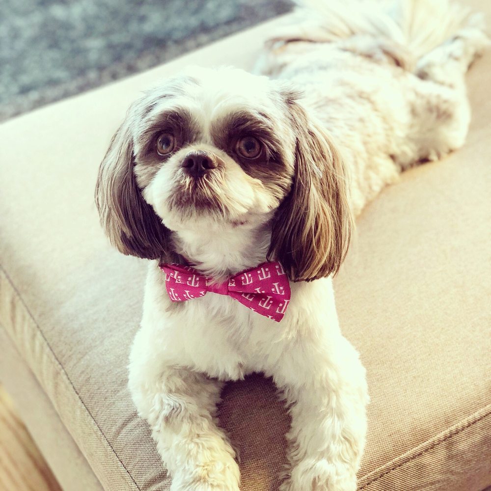 Bobby & Paws Pet Studio - Pet Groomers Near Me - Queens, New York